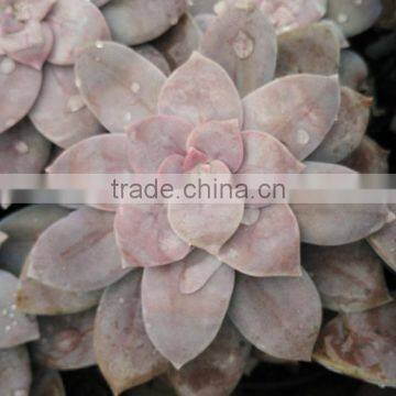 Graptopetalum Pentandrum v Superbum, Decorative Plants Echeveria, Succulent Plants, Tropical Plants photo-2
