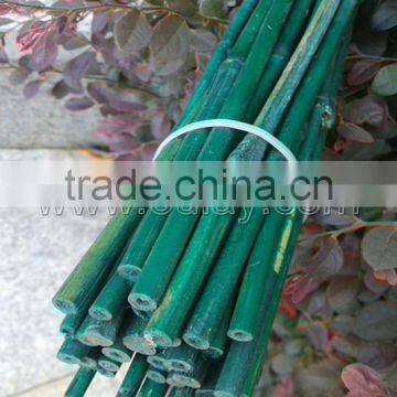 Dyed green bamboo sticks for garden&agriculture