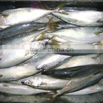 Frozen pacific mackerel fish whole round