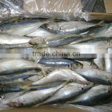 High quality horse mackerel(Decapterus maruadsi) 60-80 pcs