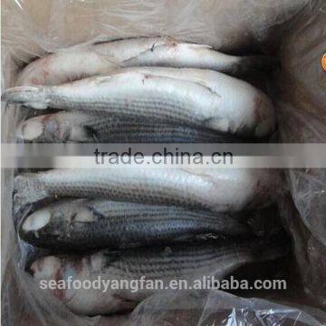 1000g up roe off frozen fish mugil cephalus gery mullet