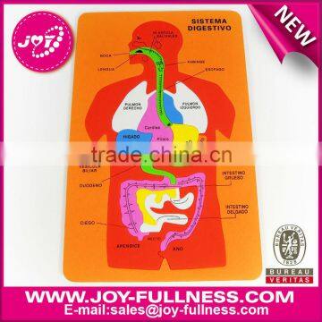 EVA foam puzzle-human digestive system