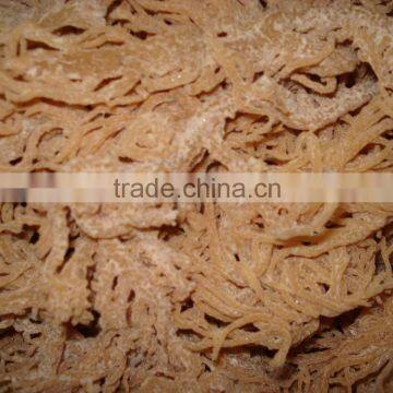 HIGH QUALITY EUCHEUMA COTTONII SEAWEED BEST PRICE