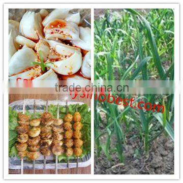 2016 Fresh Garlic,normal White Garlic, Pure White Garlic photo-3