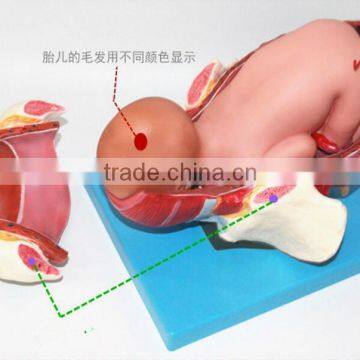 Training Model of Fetal Production Process in the Model of Term Fetus photo-3