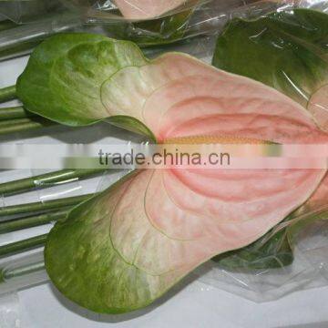 Diversified in Packaging Top Sell High Breed Seeds Antirrhinum Majus Flower photo-6