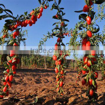 2014's Crop Stock Organic Gojiberry