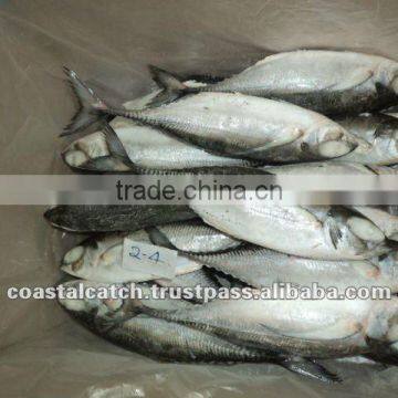 HORSE MACKEREL