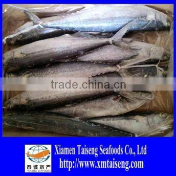 2015 high quality of spanish mackerel