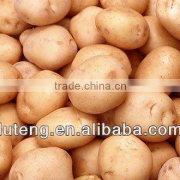 2013 fresh potato supplier with high quality