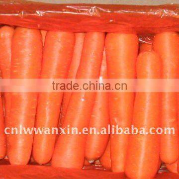 china fresh carrot