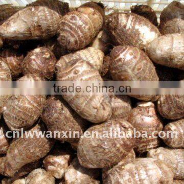 China new fresh taro