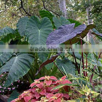 Alocasia esculata black magic Alocasia Black Magic