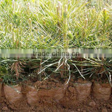 Pinus Massoniana Seedling photo-4