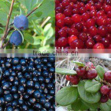 Hot Sale Bilberry Extract