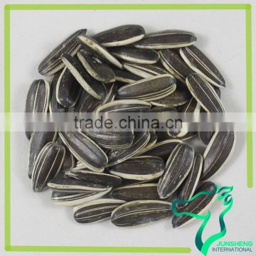 Sunflower Seeds 5009 290-300 With Competitive Price