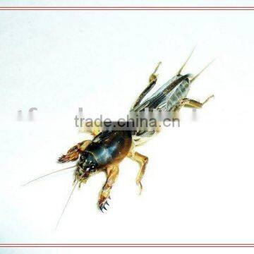 mole cricket reptiles food