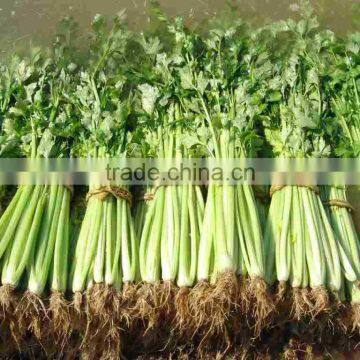 No. 1 Exporter of Celery Seed Essential Oil photo-3
