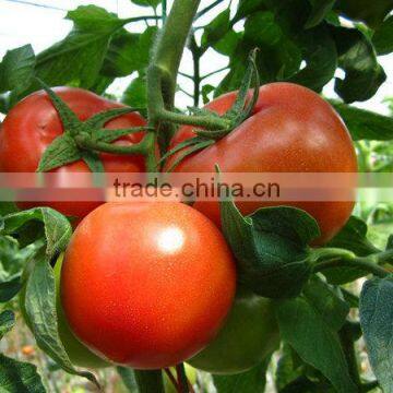 directly from factory organic liquid Chitosan fertilizer for sale