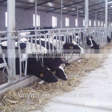 cow headlock gates