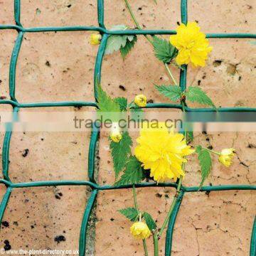 Trellis Netting(manufacturer)