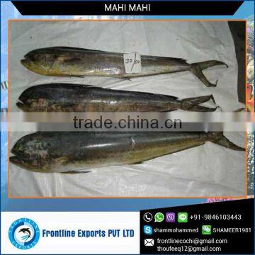 Frozen Mahi Mahi Fish Whole Round for Sale