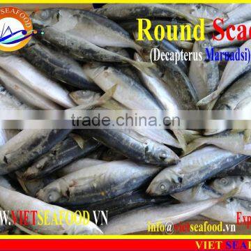 FROZEN MARUADSI (ROUND SCAD) photo-6