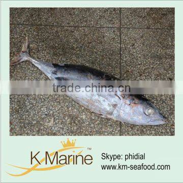 Whole round frozen albacore fish and loin