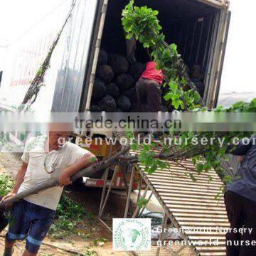 Magnolia trees loading containers