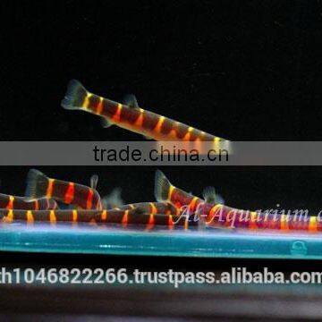 Giant Coolie Loach Fish / Aquarium Fish Farm photo-5