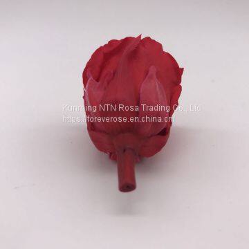 A Grade Everlasting Fresh Flower Decoration Rose Preserved Rose Head photo-4