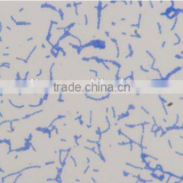 Bacterial Slides , Microbial Slides photo-3