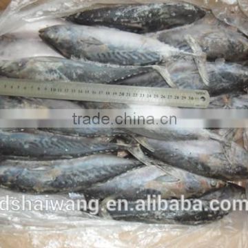 Frozen Bonito Supplier with size 250 - 300g