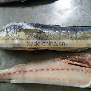 New Coming Frozen Whole Round Mahi-Mahi Fish