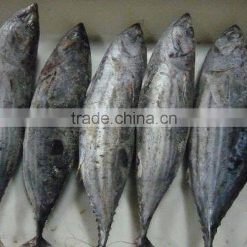 Frozen Skipjack Tuna Fish
