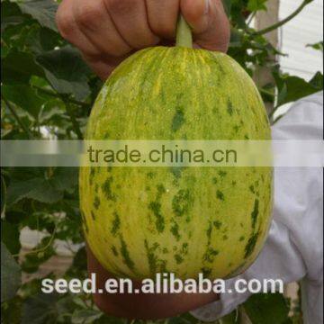 Hybrid Musk Melon Seed Flower Beauty