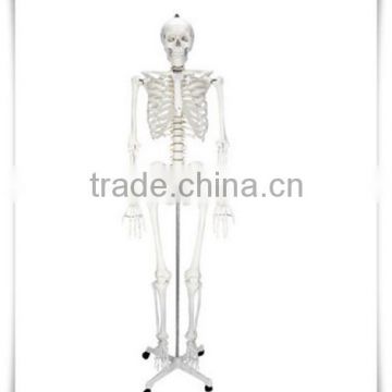 Human body skeleton model KA-TP00022