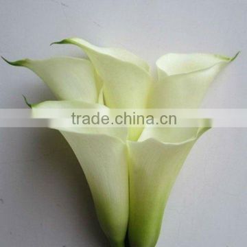 White Calla lily