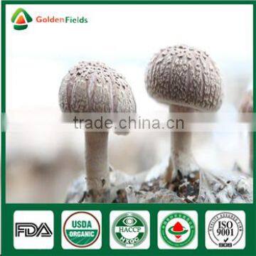 Hotsale Organic fresh dry fungus vegetable mushrooms growing seed bag