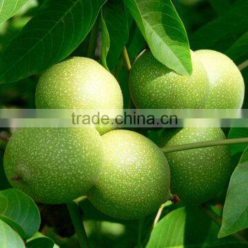 Natural Walnuts Dried in Shell for Wholesale