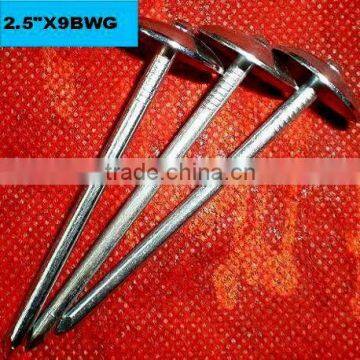 Philippines BWG9 Factory Twist Umbrella Roofing Nail photo-5
