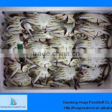 Supply size of live frozen Blue swimming crab