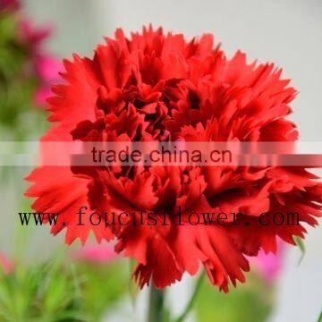 Low Price Carnation Flowers Carnation Cut Flower Prices Weddings Decoration