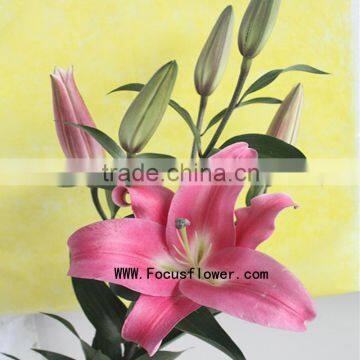 Wedding Decorations Wholesale China Fresh Cut Flowers With 10 Stems/Bundle Natural Lily Flowers Named As Fresh Cut Lily Robina F