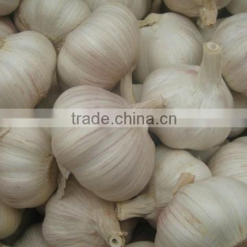 Normal white fresh garlic from China