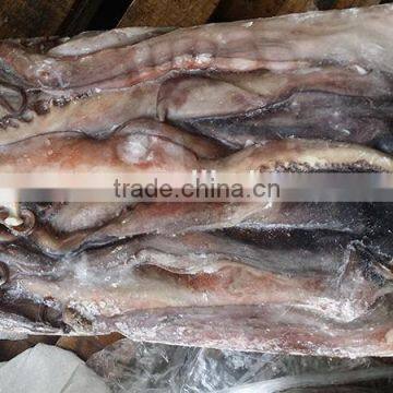 wholesale squid frozen giant squid tentacle