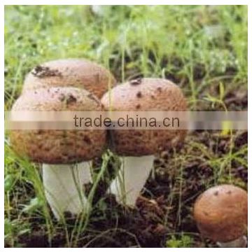 Agaricus Blazei Extract