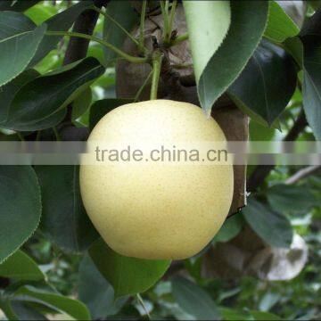 Fresh Sweet Golden Pear for Sale