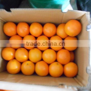 Chinese fresh navel orange