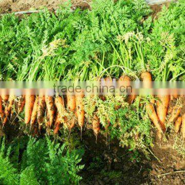 selling 2011 red fresh carrot